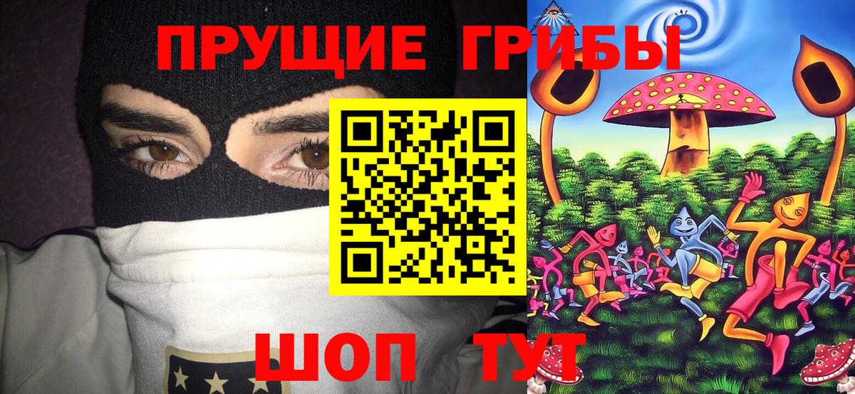 Псилоцибиновые грибы GOLDEN TEACHER  Вход с VPN  Псилоцибиновые грибы Psilocybe  Хасавюрт 